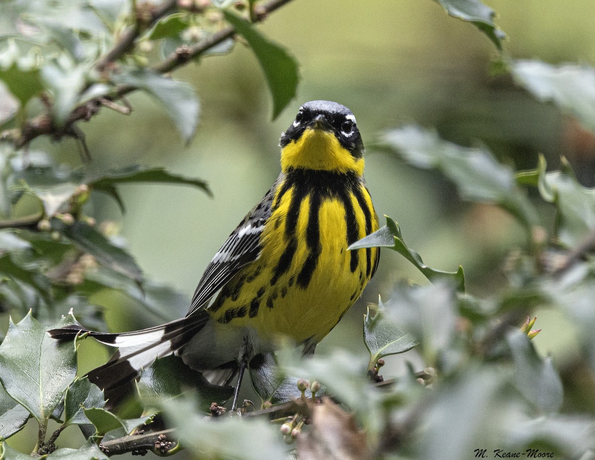 Magnolia Warbler - ML657096882