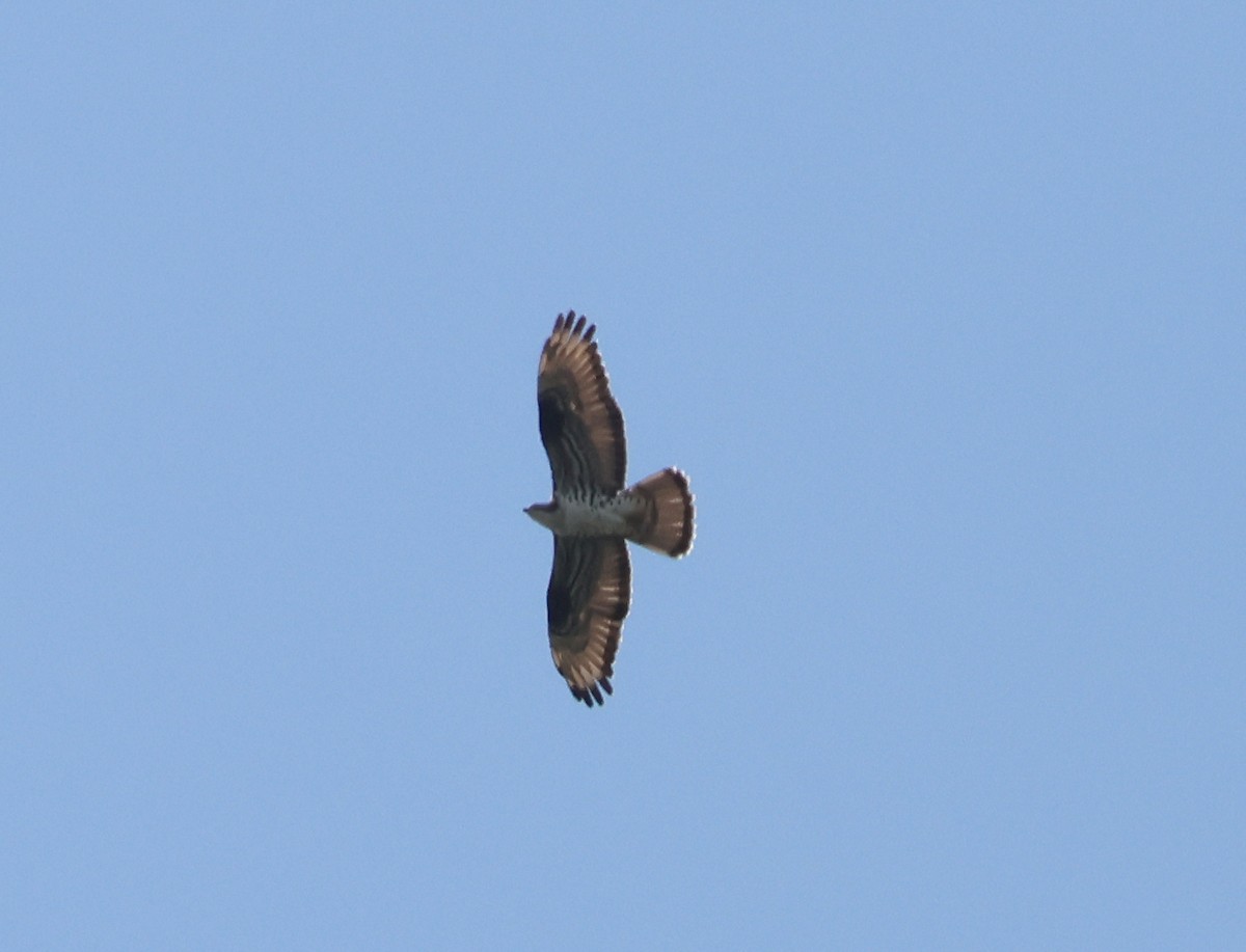 European Honey-buzzard - ML657097086
