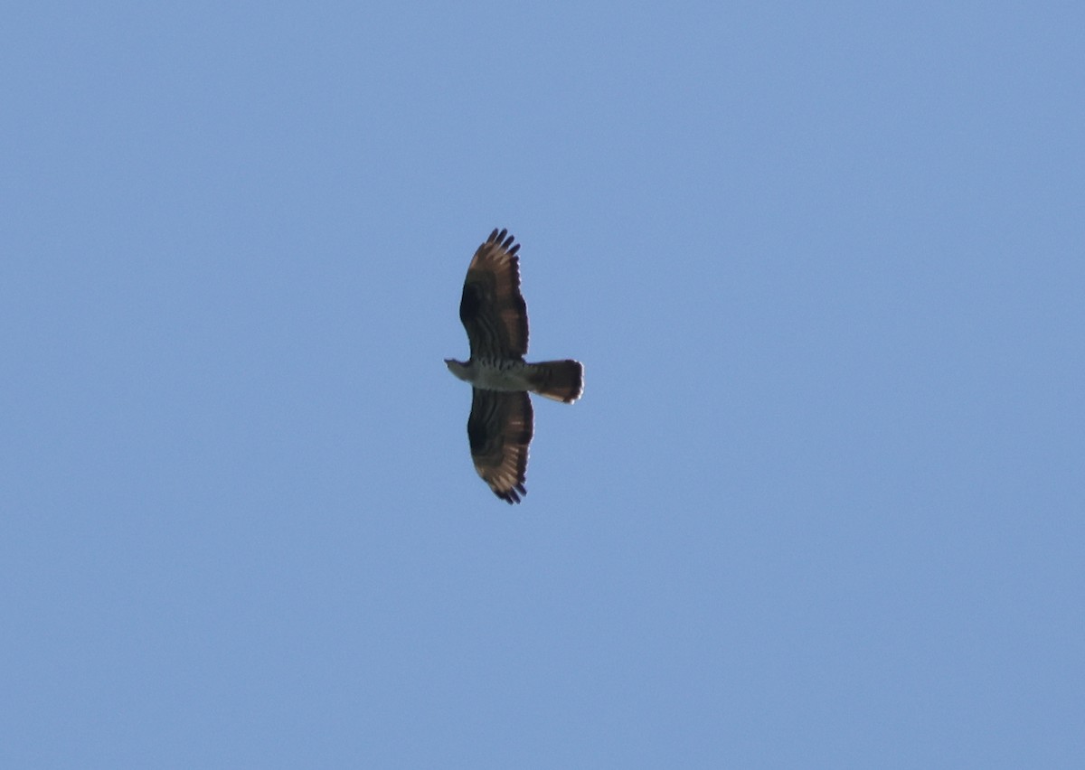European Honey-buzzard - ML657097087