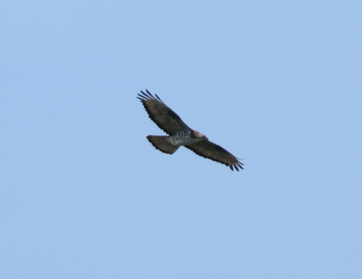 European Honey-buzzard - ML657097088