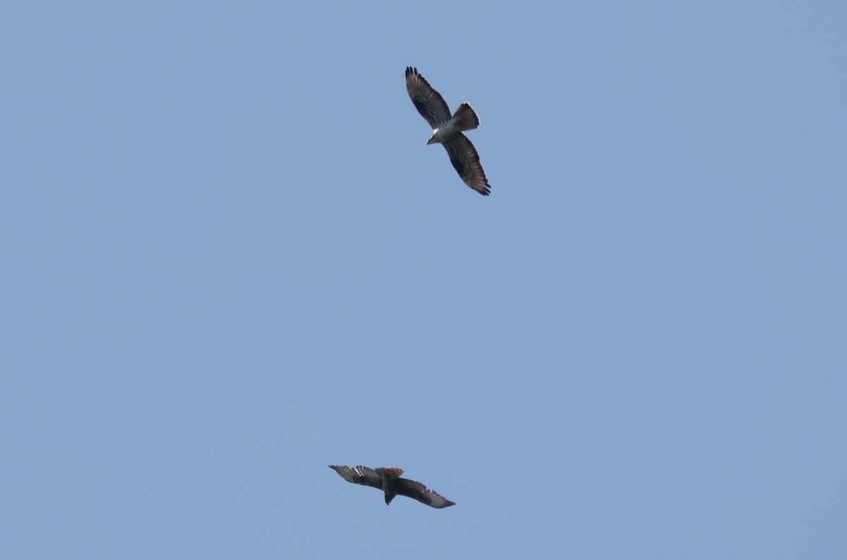 European Honey-buzzard - ML657097091