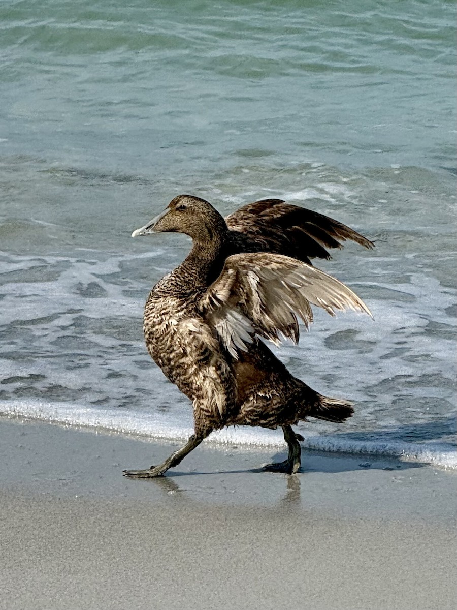 Common Eider - ML657097465