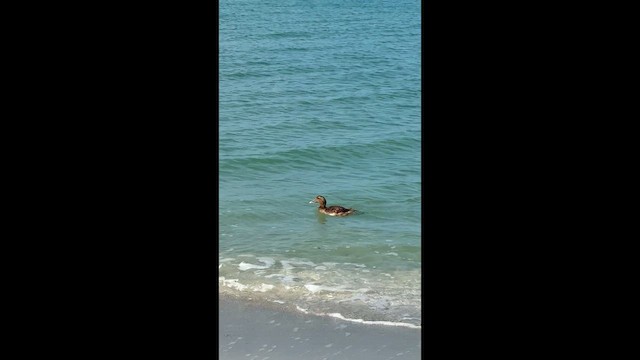 Common Eider - ML657097468