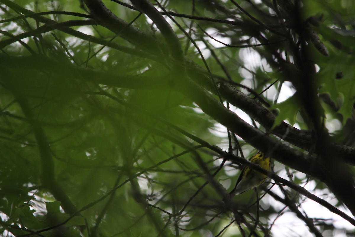 Magnolia Warbler - ML657097711