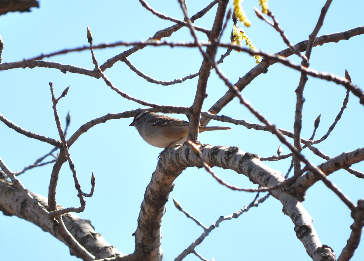 White-crowned Sparrow - ML657097988