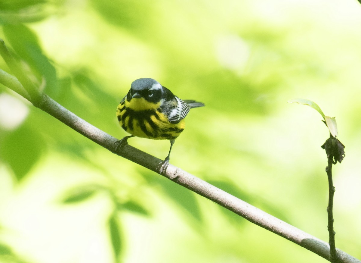 Magnolia Warbler - ML657098463