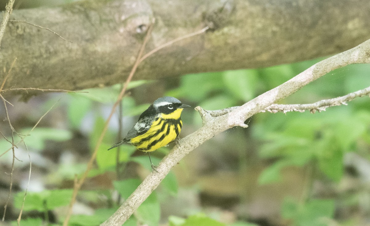Magnolia Warbler - ML657098464