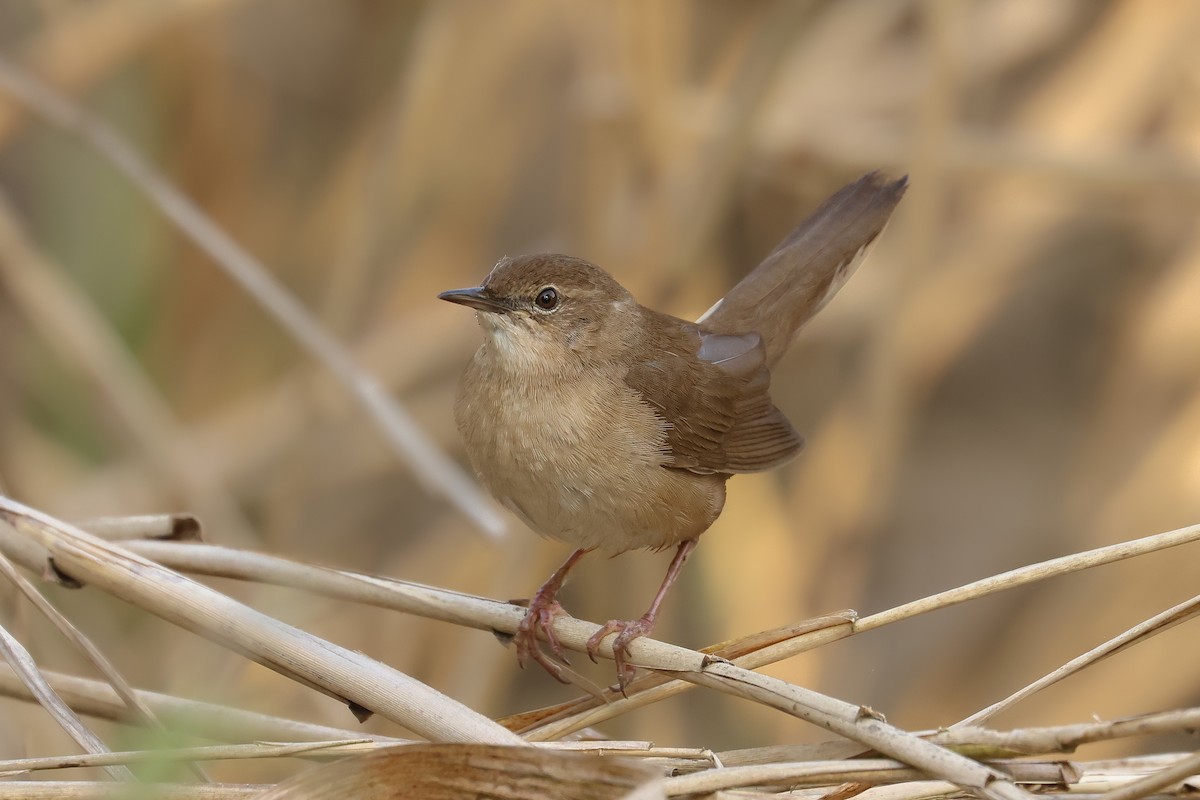Savi's Warbler - ML657098567