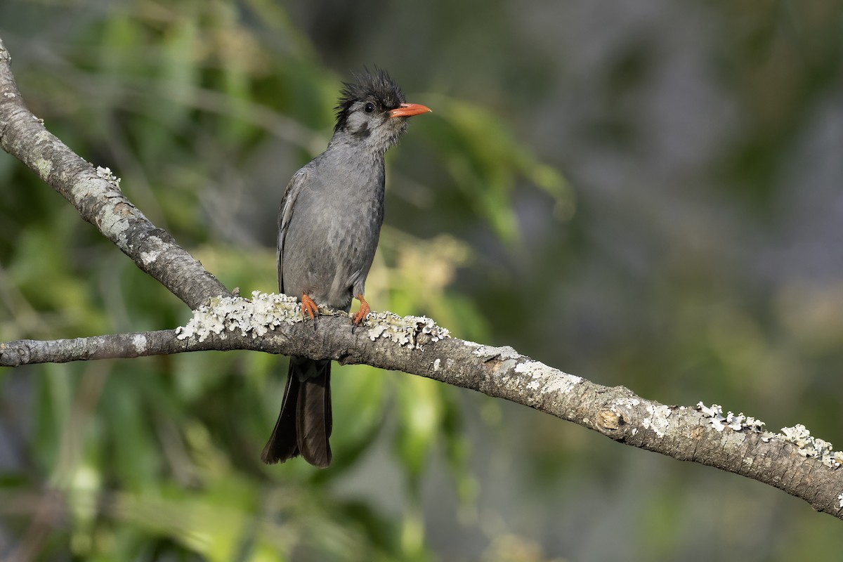 Black Bulbul - ML657098598