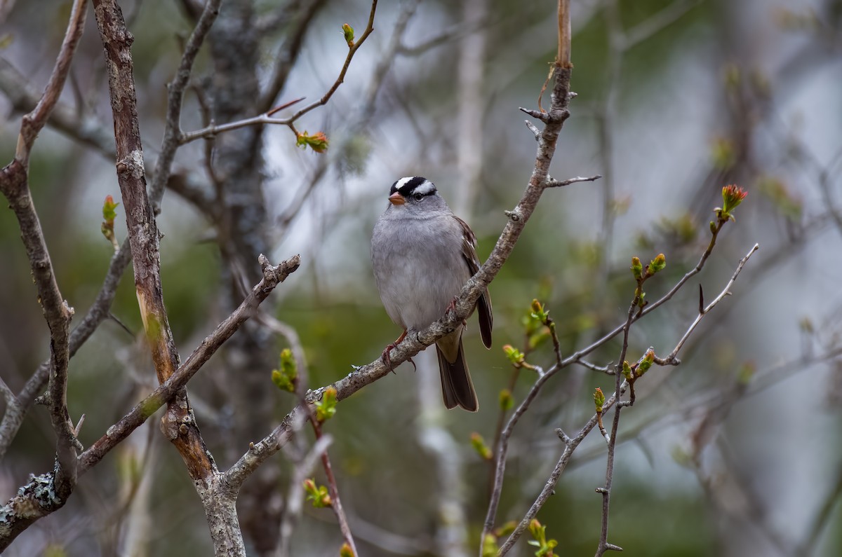 White-crowned Sparrow - ML657098627