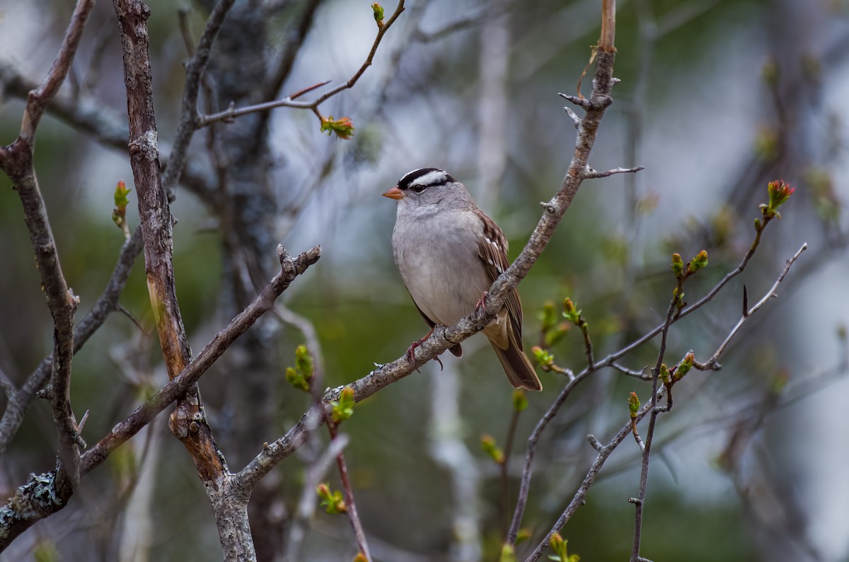 White-crowned Sparrow - ML657098628