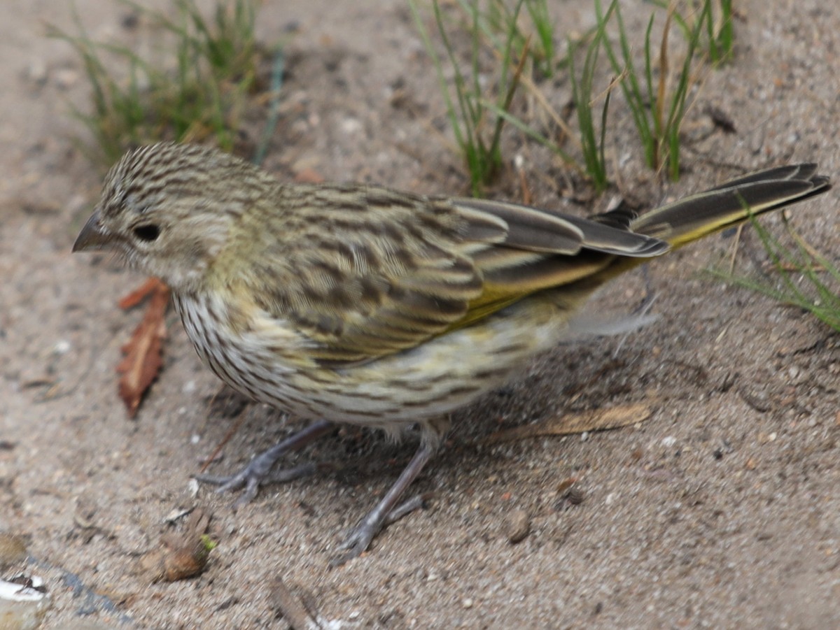 eBird Checklist - 22 Jan 2026 - URUGUAY,Punta del Este--Plaza Gral ...