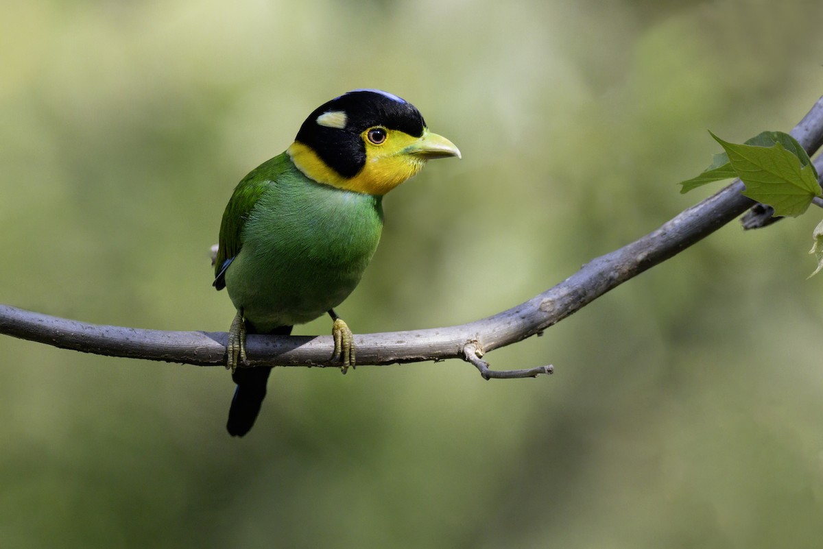 Long-tailed Broadbill - ML657099109