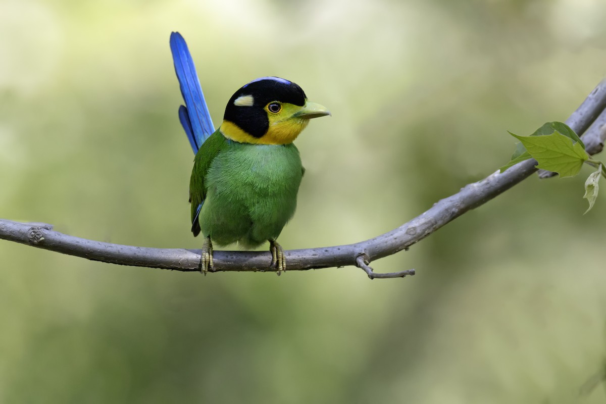 Long-tailed Broadbill - ML657099110
