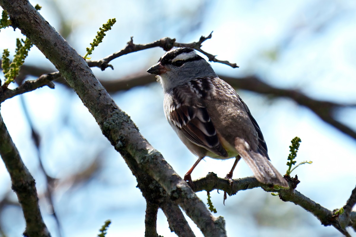 White-crowned Sparrow - ML657099158