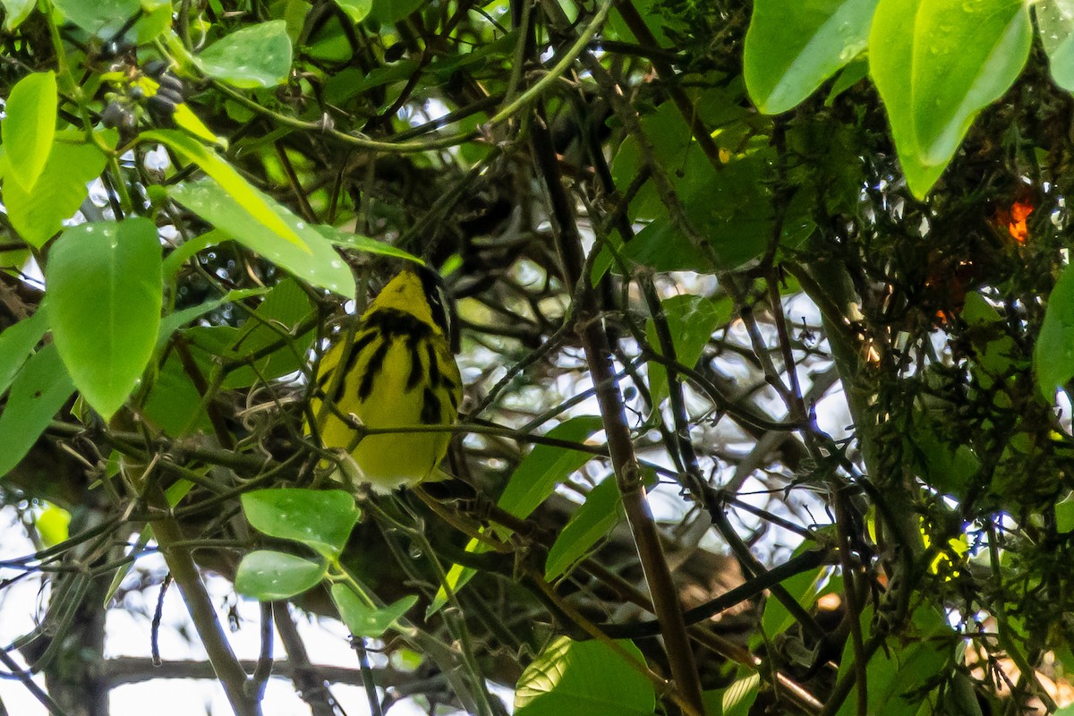 Magnolia Warbler - ML657099258