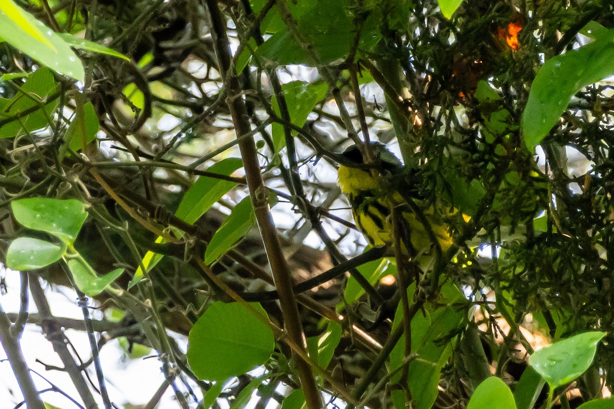 Magnolia Warbler - ML657099266