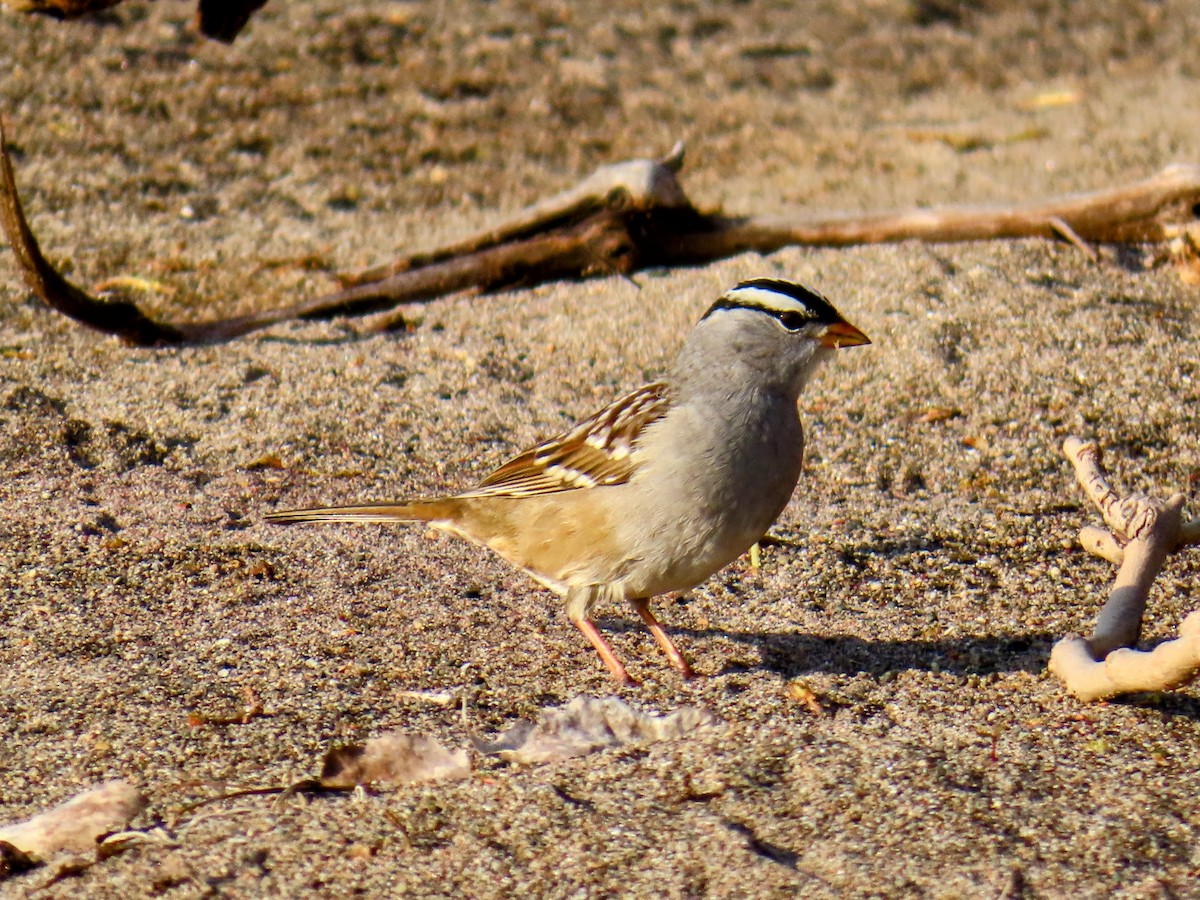 White-crowned Sparrow - ML657099884