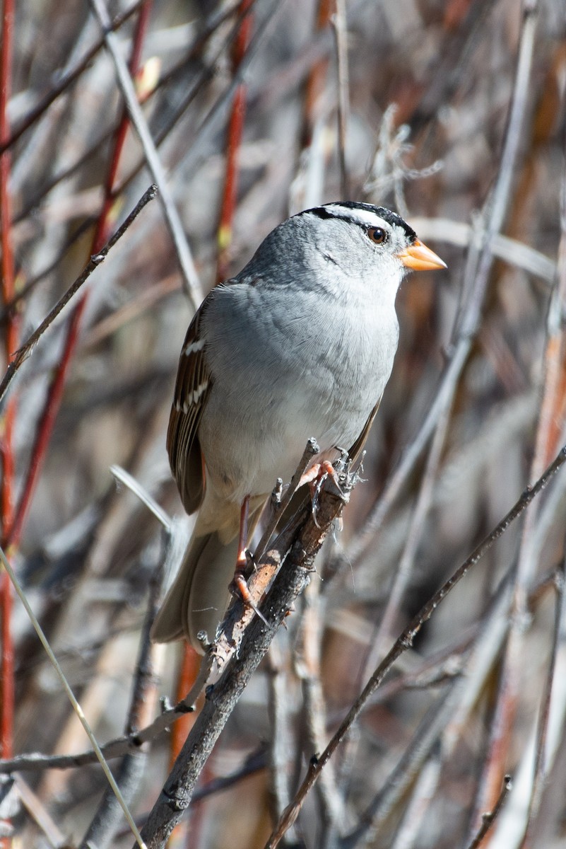 White-crowned Sparrow - ML657100206
