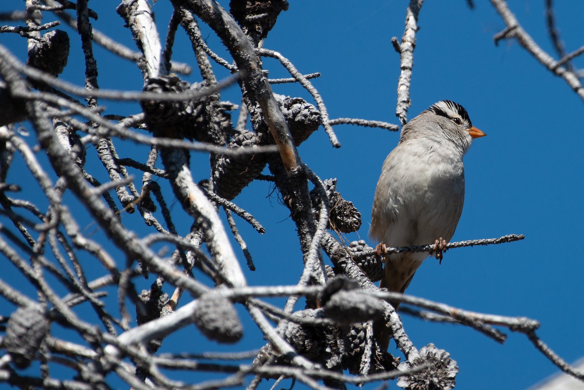 White-crowned Sparrow - ML657100207