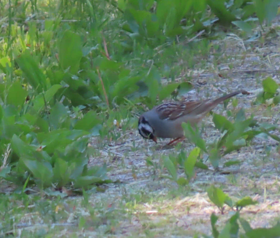 White-crowned Sparrow - ML657100337
