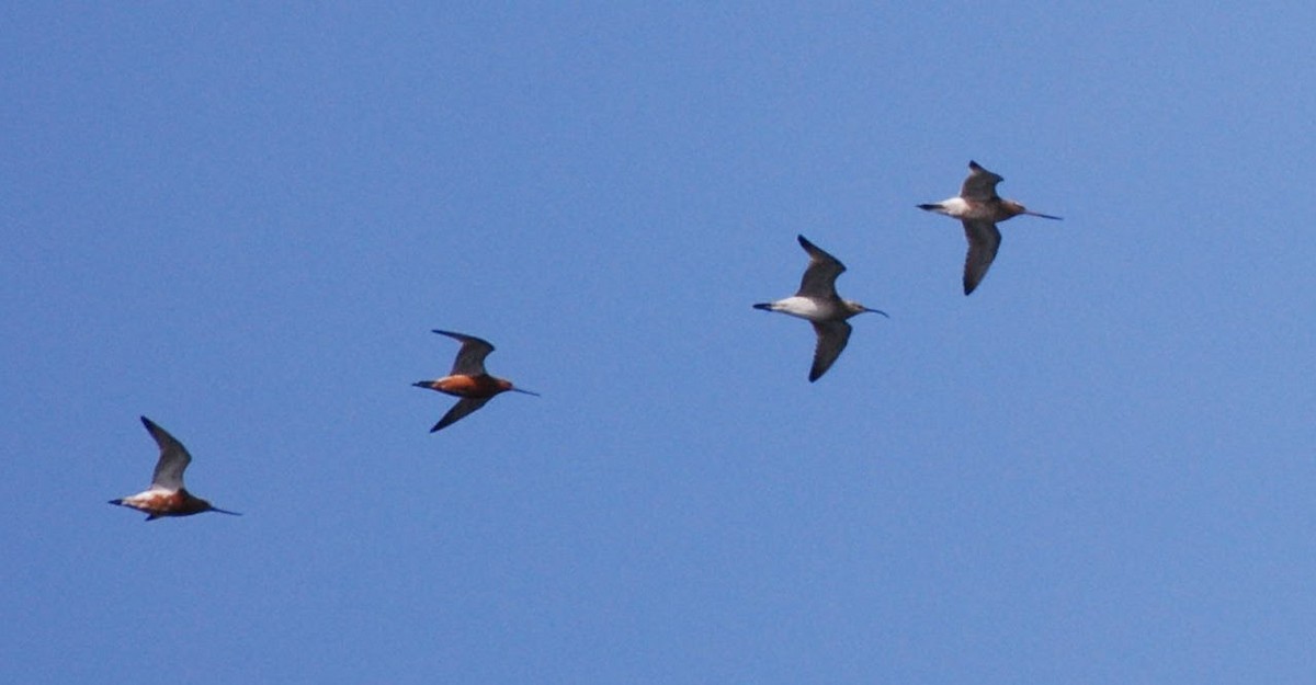 Eurasian Whimbrel - ML657100455