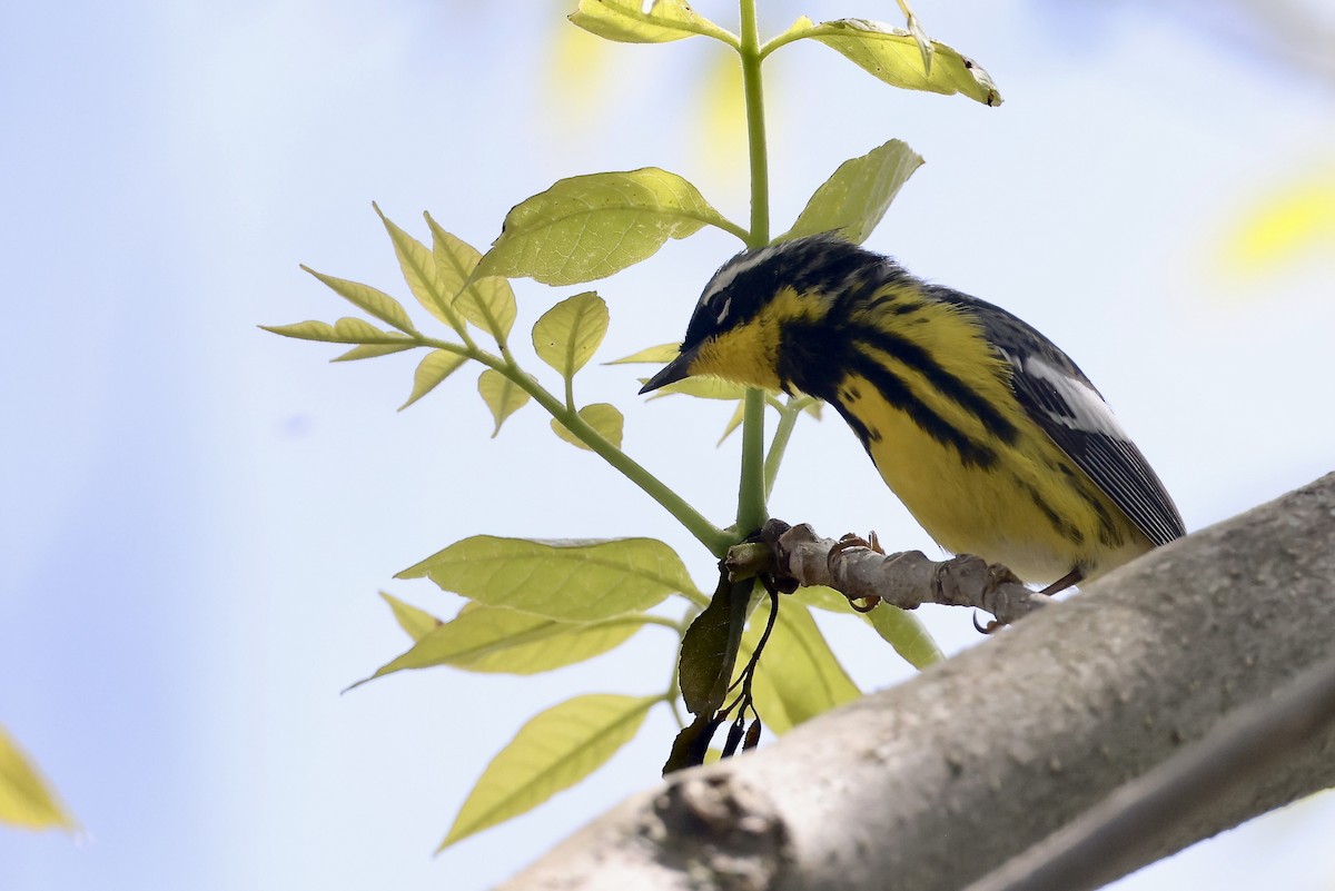 Magnolia Warbler - ML657100638