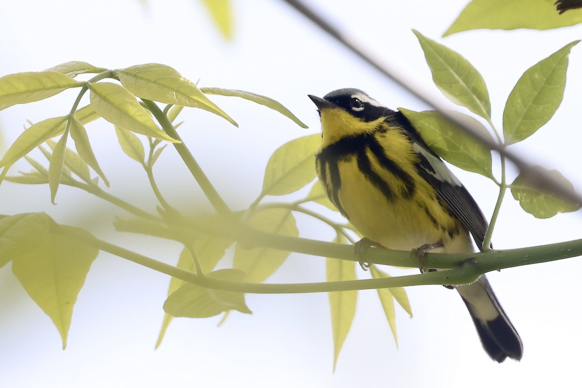 Magnolia Warbler - ML657100700