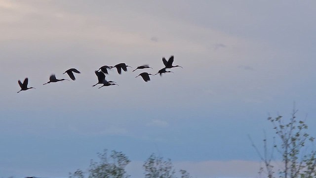 ibis americký - ML657101450