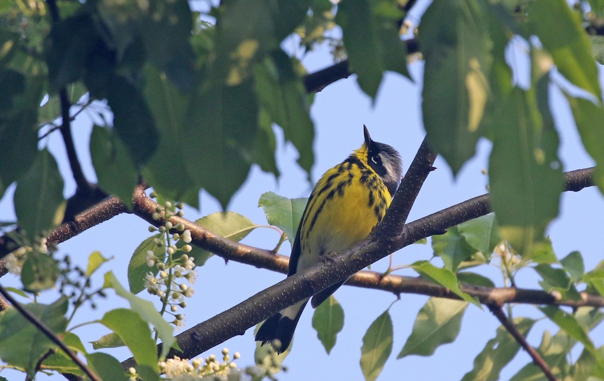 Magnolia Warbler - ML657101799