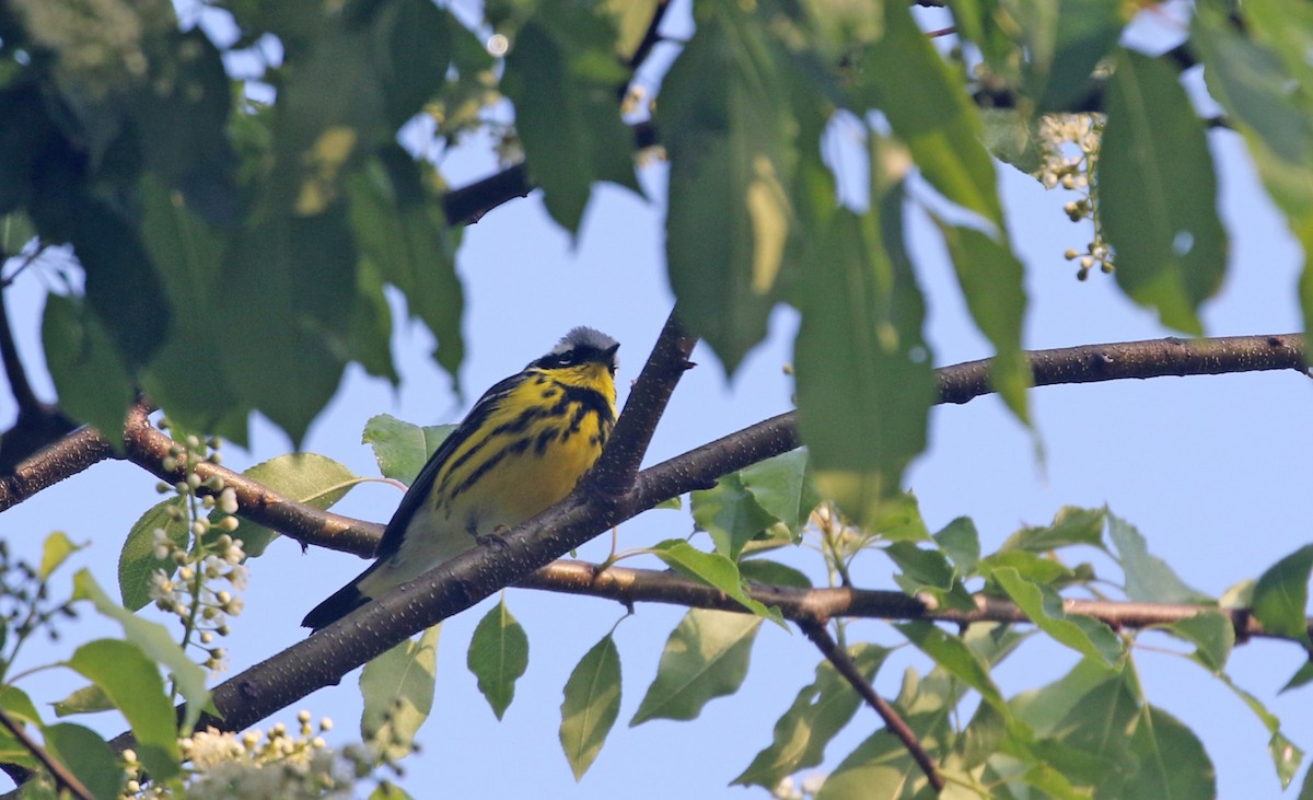 Magnolia Warbler - ML657101800