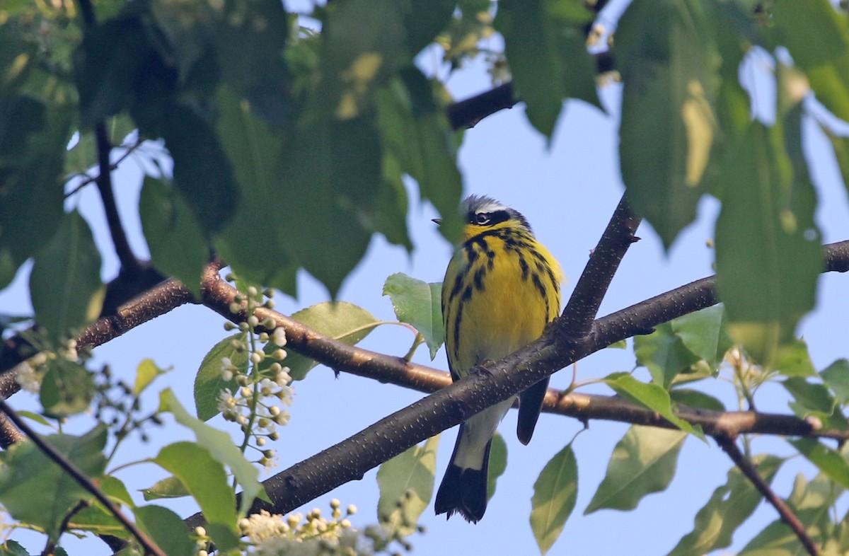 Magnolia Warbler - ML657101801