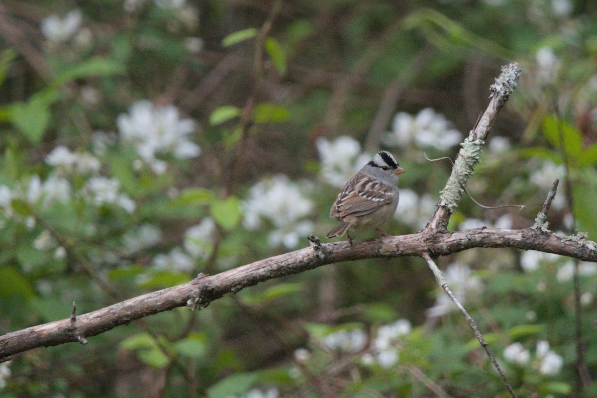 White-crowned Sparrow - ML657101854