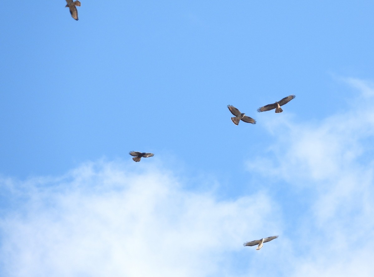 European Honey-buzzard - ML657102376