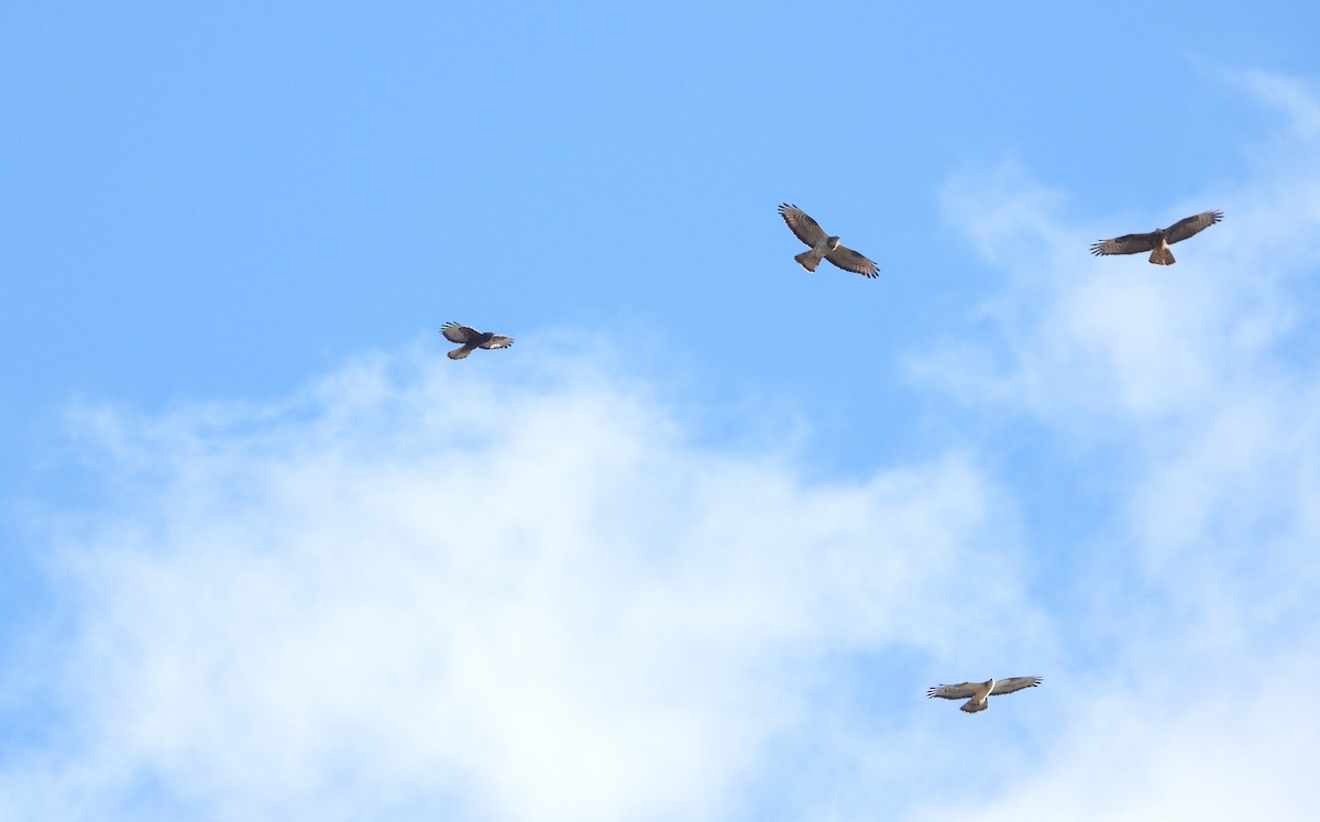 European Honey-buzzard - ML657102393