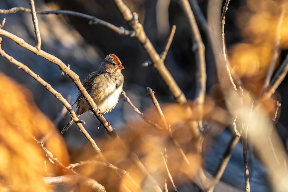 White-crowned Sparrow - ML657102434