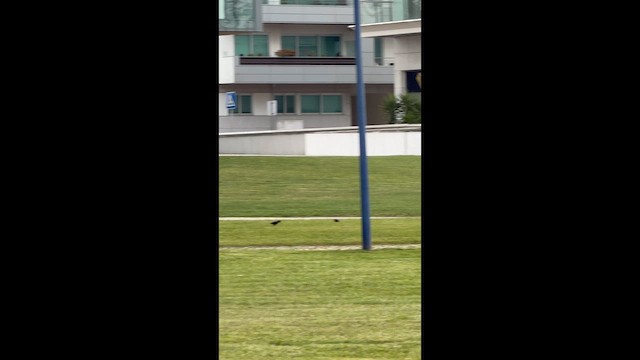 kos černý - ML657102559