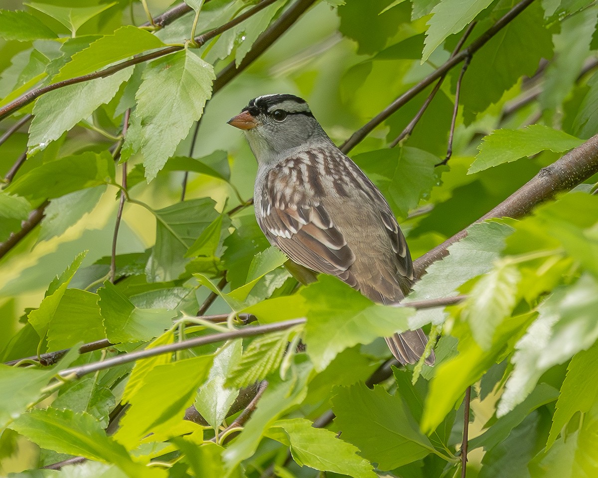 White-crowned Sparrow - ML657102613