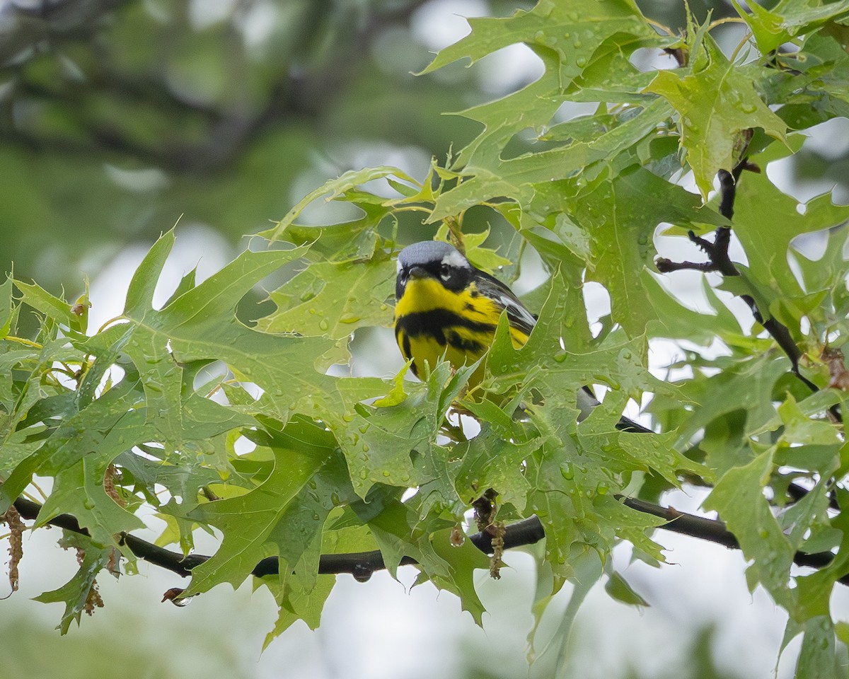 Magnolia Warbler - ML657102750