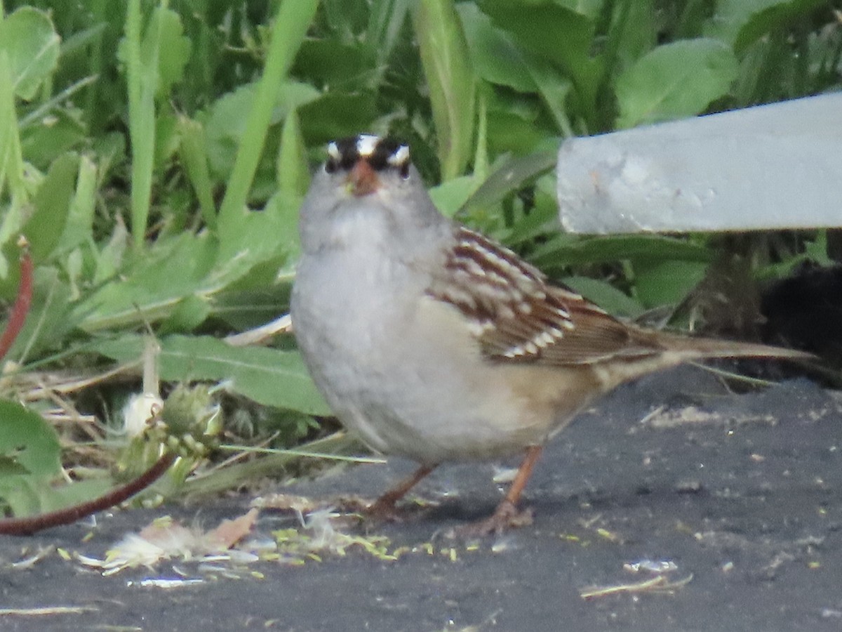 White-crowned Sparrow - ML657103012