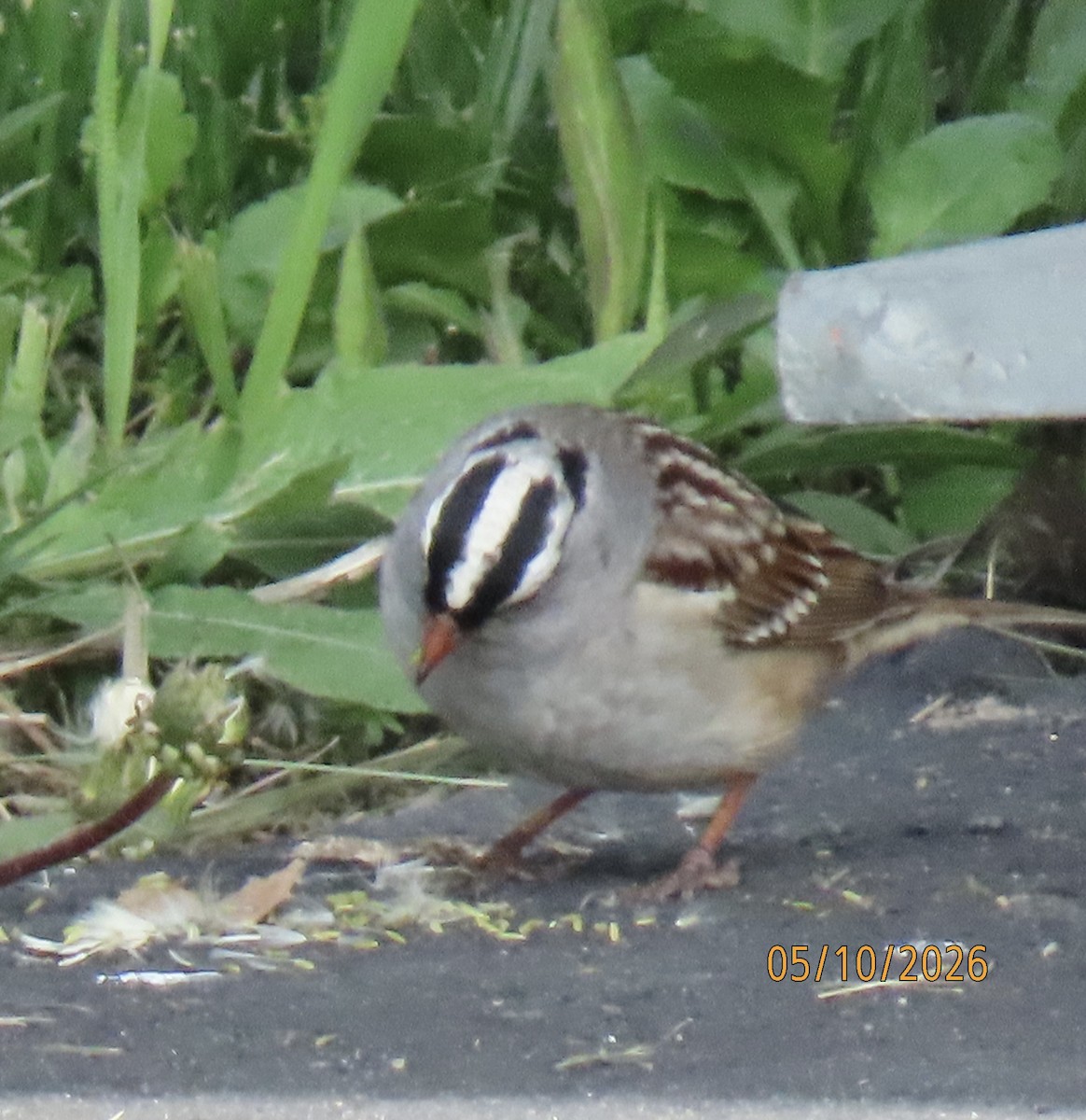 White-crowned Sparrow - ML657103013