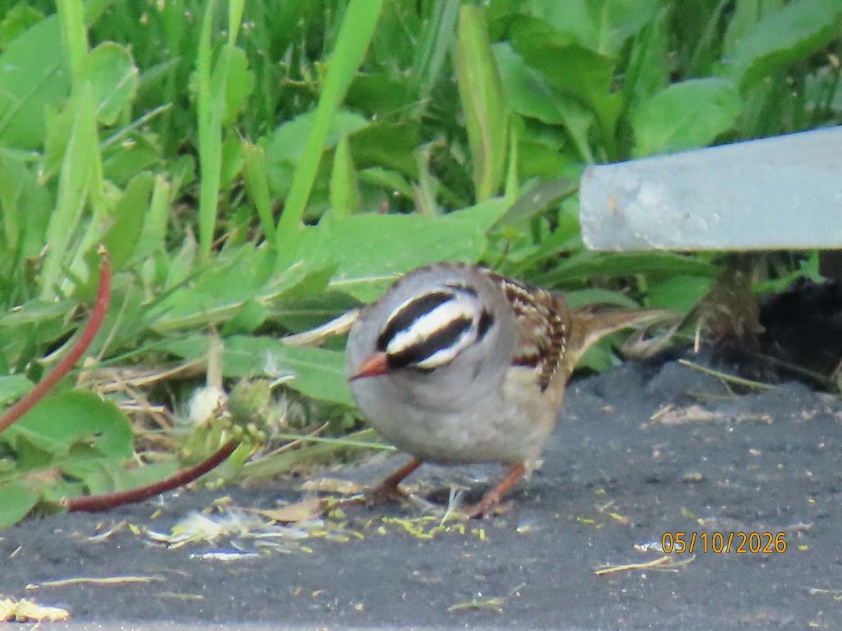 White-crowned Sparrow - ML657103014