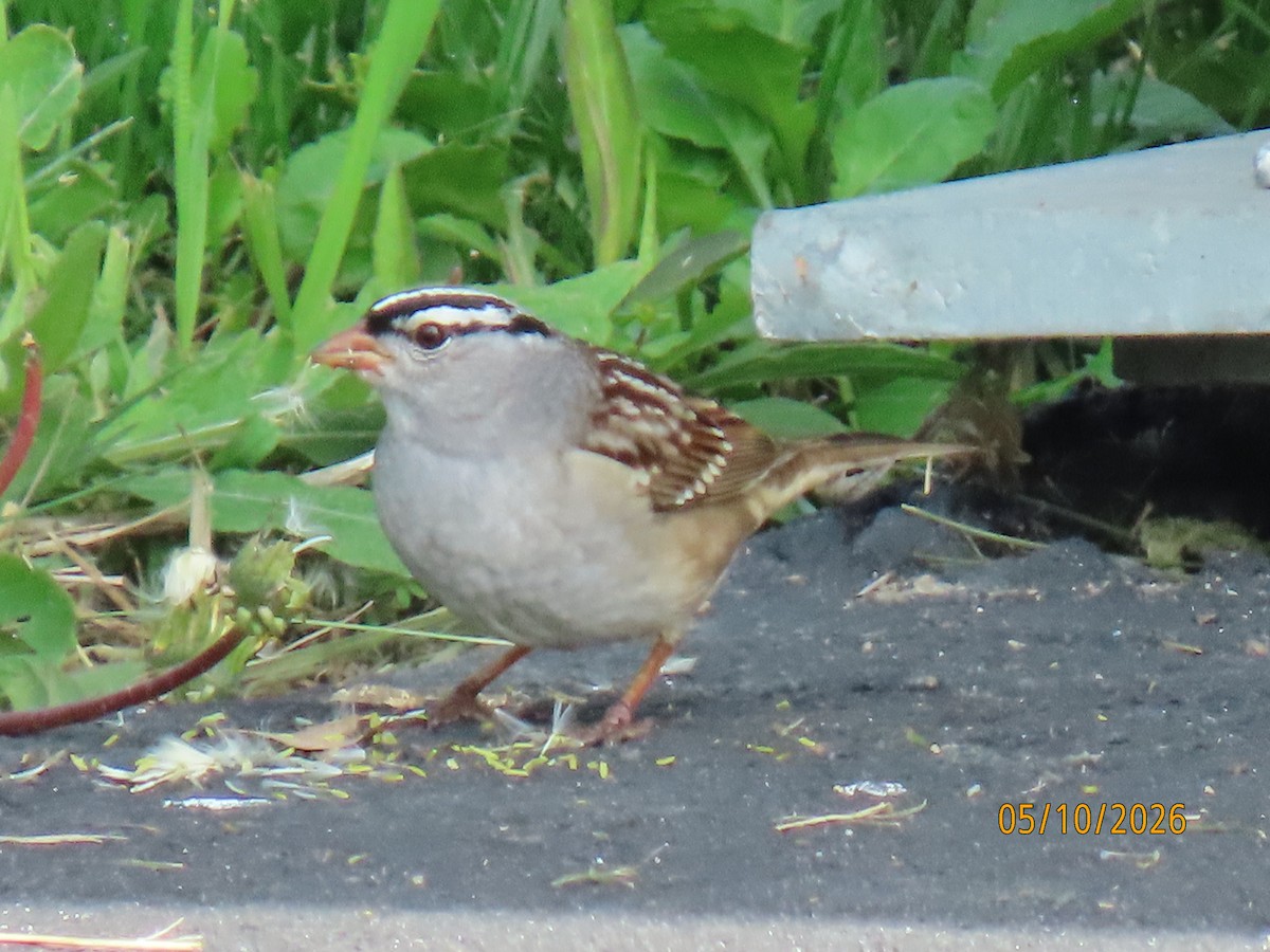 White-crowned Sparrow - ML657103015