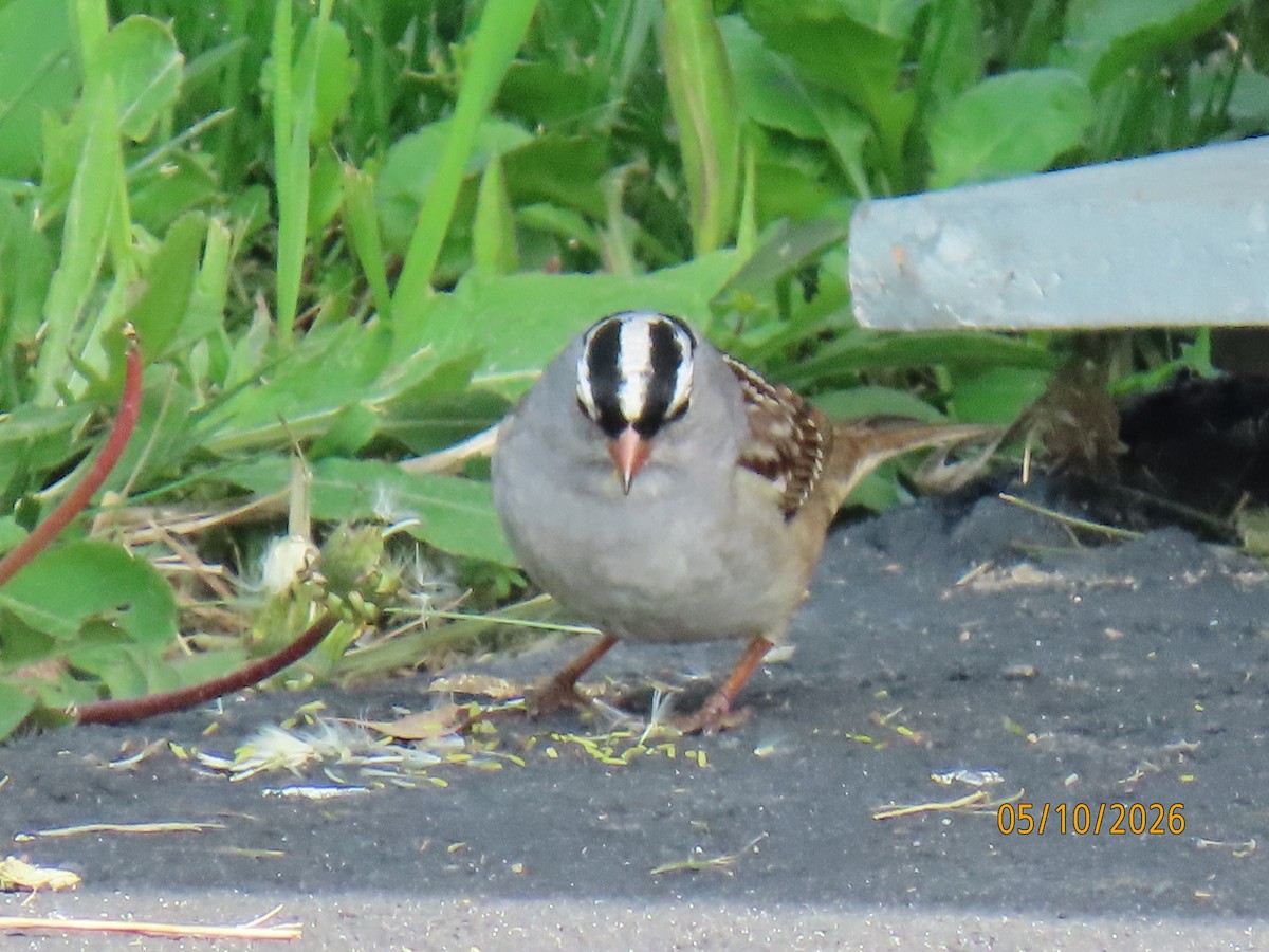 White-crowned Sparrow - ML657103016