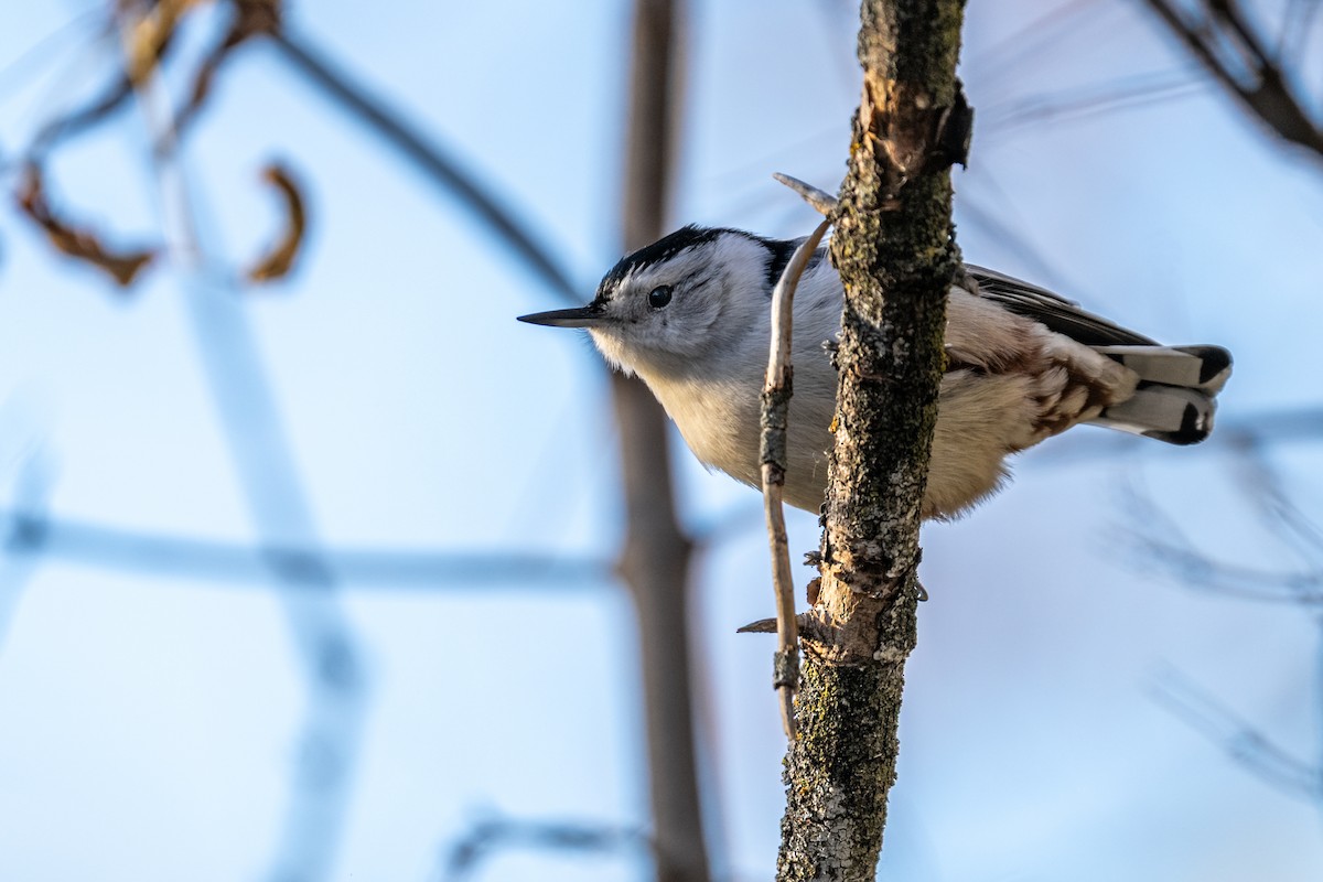 White-breasted Nuthatch - ML657103083