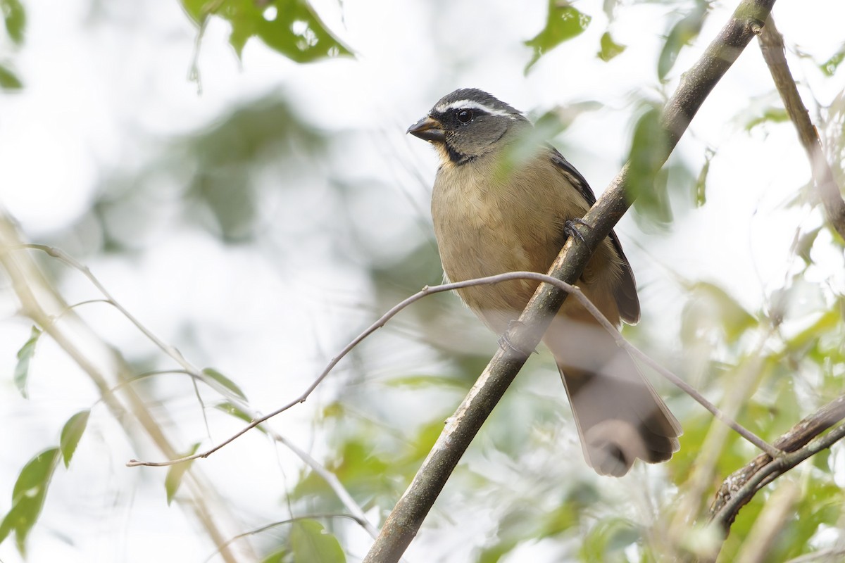 Thick-billed Saltator - ML657103641