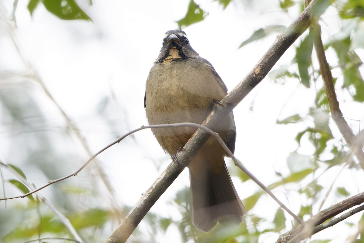 Thick-billed Saltator - ML657103692