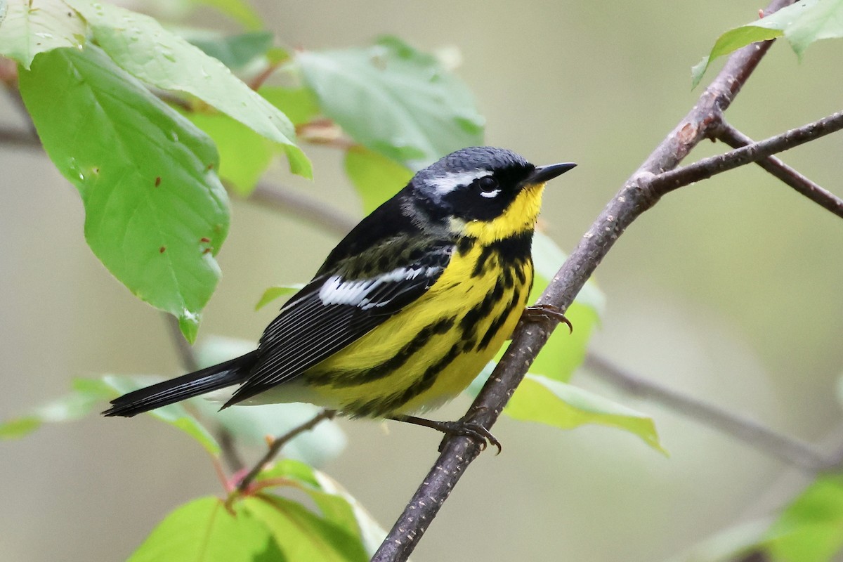 Magnolia Warbler - ML657103697