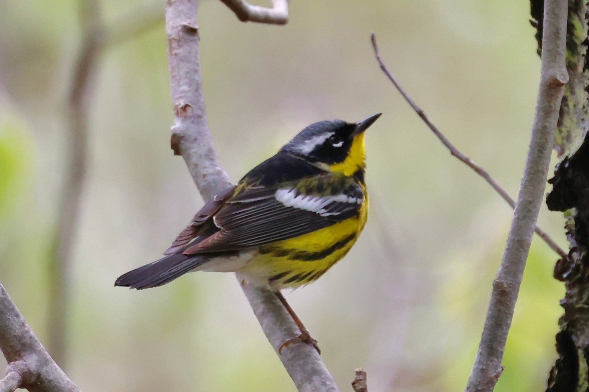 Magnolia Warbler - ML657103701