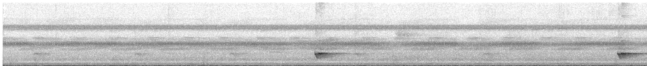 Graubrust-Ameisendrossel - ML65710371
